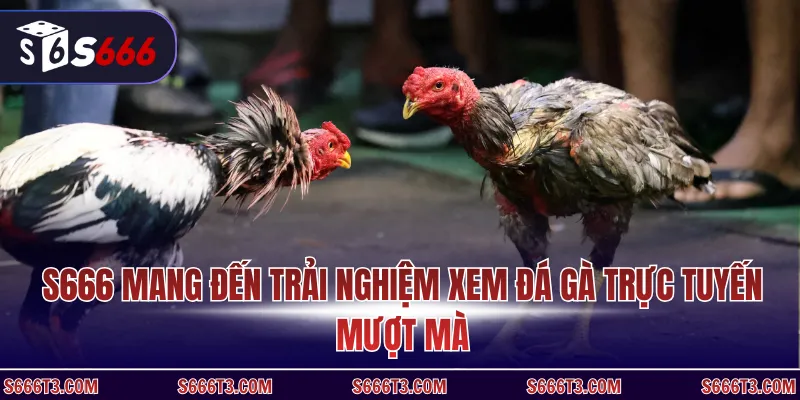 S666 mang đến trải nghiệm xem đá gà trực tuyến mượt mà